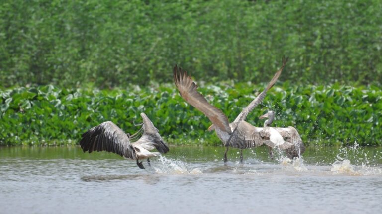 4Tonle Sap Lake: Cambodia’s Extraordinary Floating